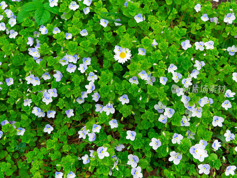 酢浆草(Oxalis acetosella)花。